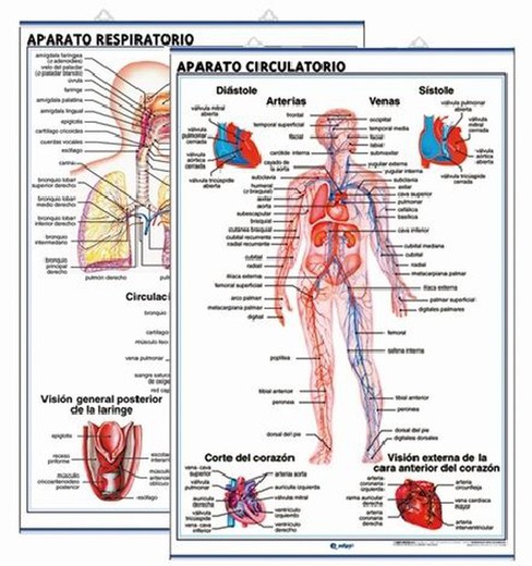 Aparato Circulatorio / Aparato Respiratorio