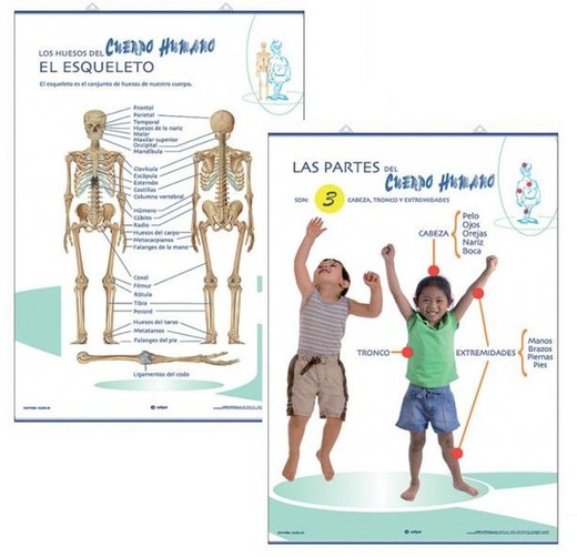 Láminas Anatomía Primaria: El Esqueleto / Las partes del Cuerpo Humano