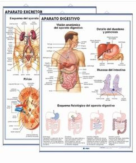 Láminas Anatomía Secundaria: Aparato Digestivo / Aparato Excretor