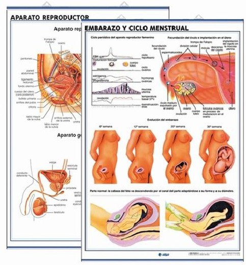 Láminas Anatomía Secundaria: Aparato Reproductor / Embarazo y Ciclo Menstrual