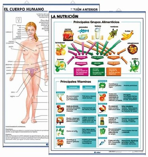 Láminas Anatomía Secundaria: La Nutrición / El Cuerpo Humano