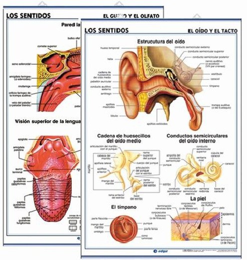 Láminas Anatomía Secundaria: Los Sentidos (El Oído y el Tacto) /Los Sentidos (El Gusto y el Olfato)