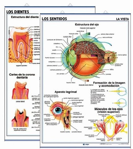 Láminas Anatomía Secundaria: Los Sentidos (La Vista) / Los Dientes
