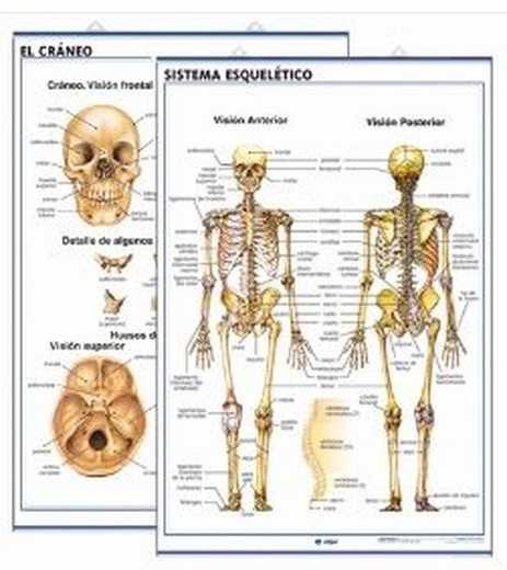 Láminas Anatomía Secundaria: Sistema Esqueleto / El Cráneo