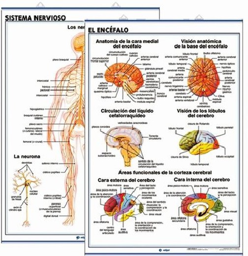 Láminas Anatomía Secundaria: Sistema Nervioso / El Encéfalo