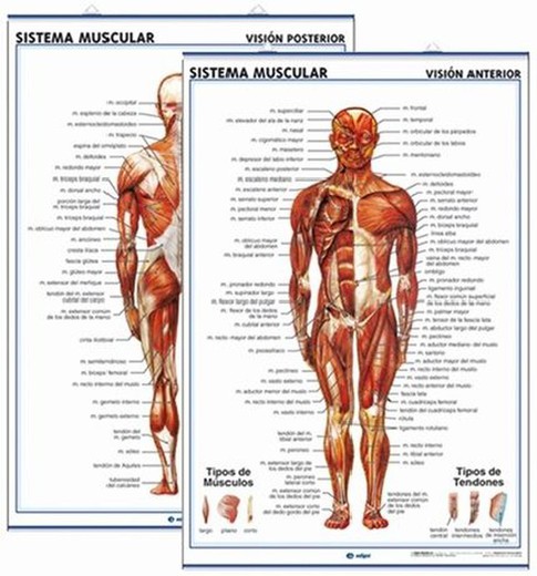 Láminas anatómicas secundaria: Sist. Muscular (Anterior y posterior)