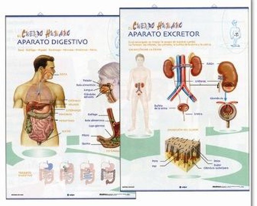 Làmines Anatomia Primària: Aparell Digestiu / Aparell Excretor