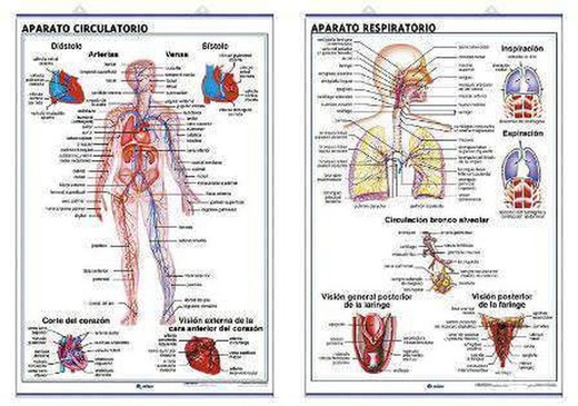 Làmines Anatomia Primària: Aparell Respiratori / Aparell Circulatori