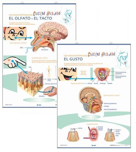 Làmines Anatomia Primària: El Gust / El Olfacte / El Tacte