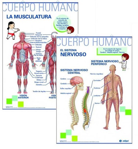 Làmines Anatomia Primària: La Musculatura / Sistema Nerviós
