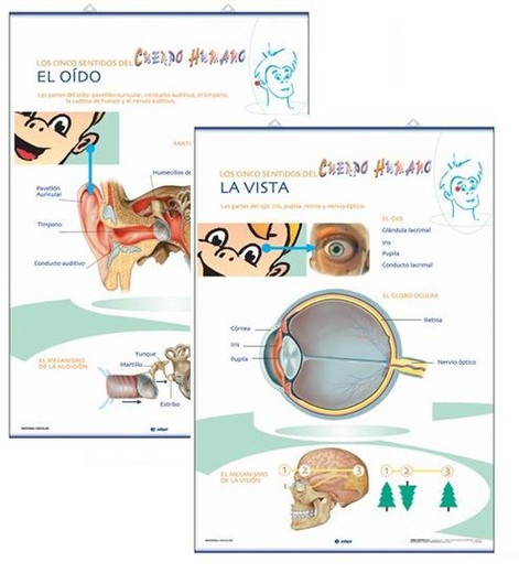 Làmines Anatomia Primària: La Vista / L'Oïda