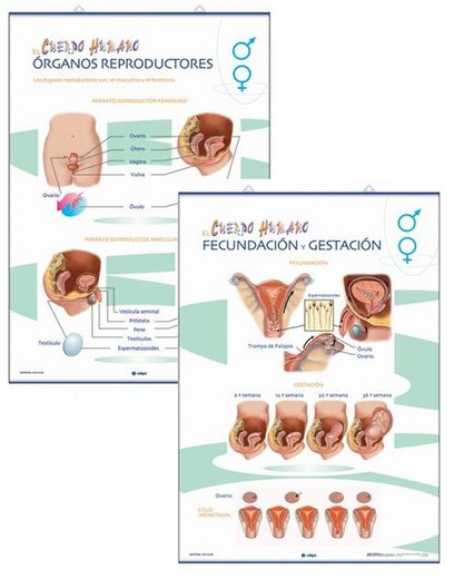 Làmines Anatomia Primària: Òrgans reproductors / Fecundació i gestació