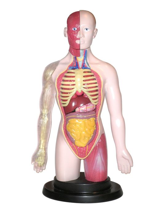 Cuerpo humano