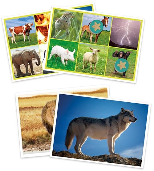 Bingo: Els Animals i la Natura