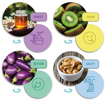 El sentido del gusto y los sabores