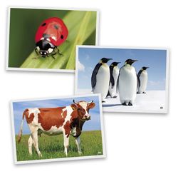 Fotografías de Animales