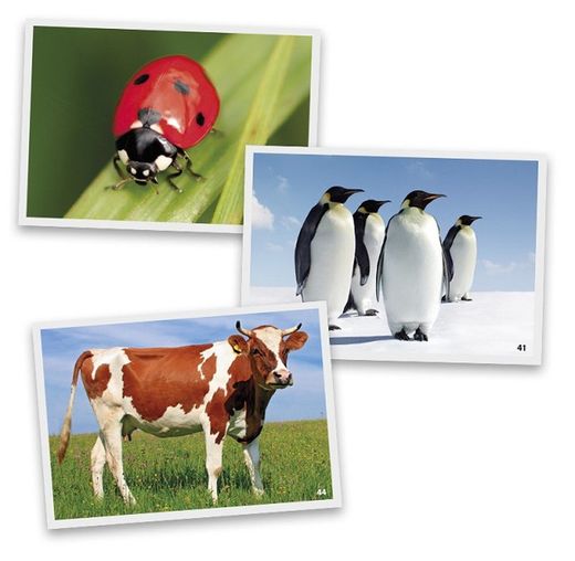 Fotografías de Animales