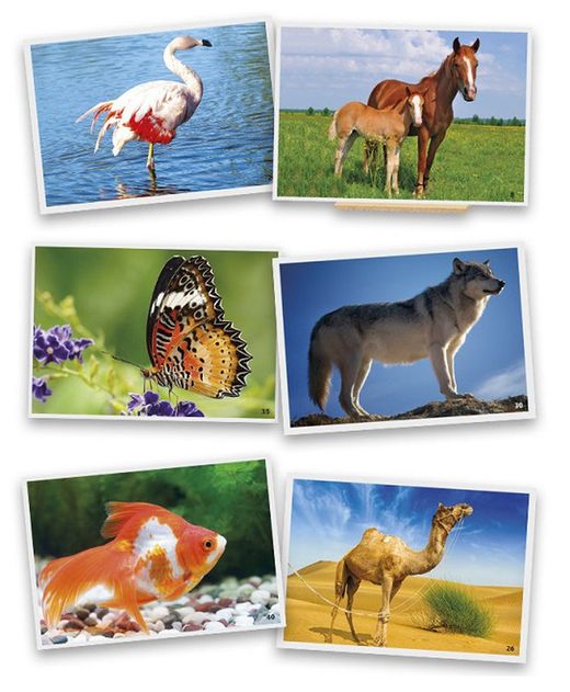 Fotografías de Animales