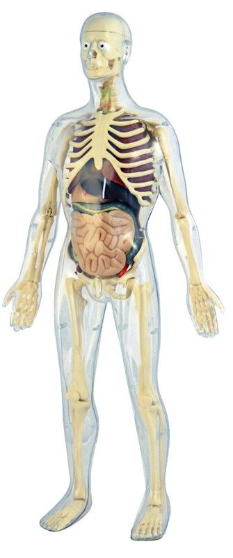Human Anatomy
