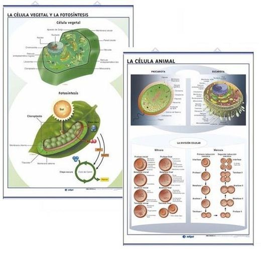 Lámina de la Célula Animal / La Cèl·lula Vegetal y la Fotosíntesi