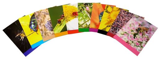 Papel creativo Nature Mini-Bestias 210x297 mm.