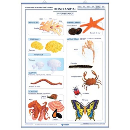 Reino animal: Invertebrados/Reino animal: Vertebrados