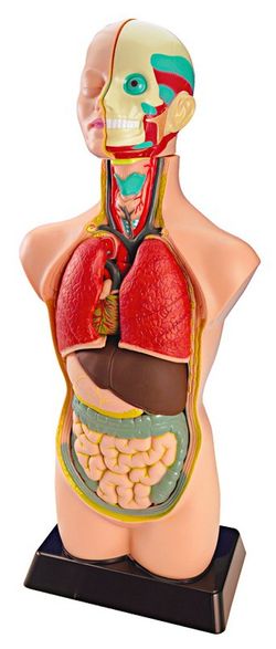 Set d'anatomia, 11 pcs