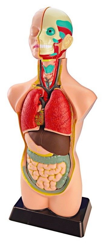 Set d'anatomia, 11 pcs