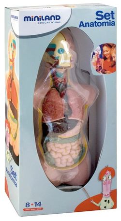 Set d'anatomia, 11 pcs