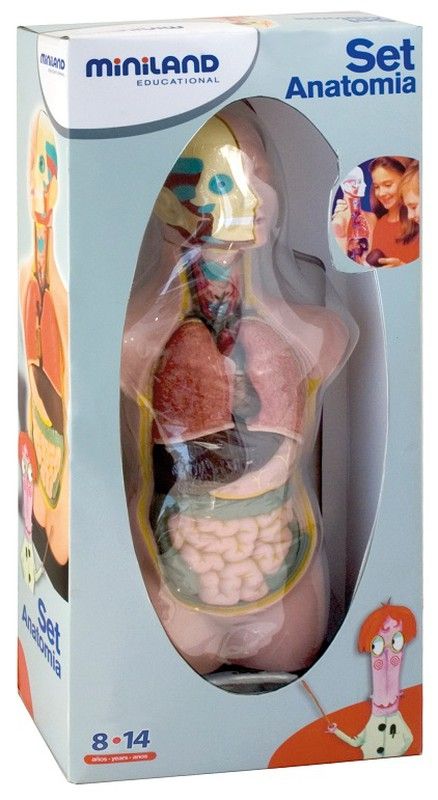 Set d'anatomia, 11 pcs