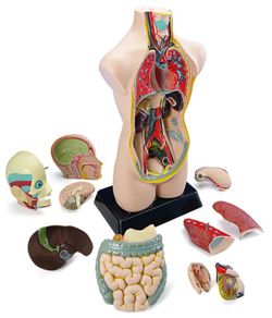 Set d'anatomia, 11 pcs
