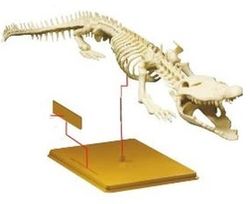 Skelet Cocodril - EU