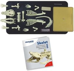 Skelet Cocodril - EU