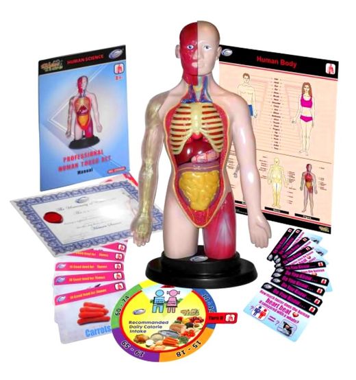 Torso humano aparato digestivo